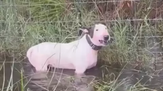 Watch: Tampa cops save helpless dog left to die in Hurricane Milton | "Do not do this to your pets, please…”