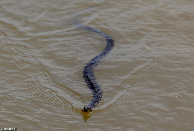 Hurricane Milton sparks alligator, bear, and snake warnings in Florida