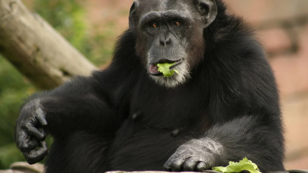 Japan: Chimpanzees starve as zookeeper steals and sells their food