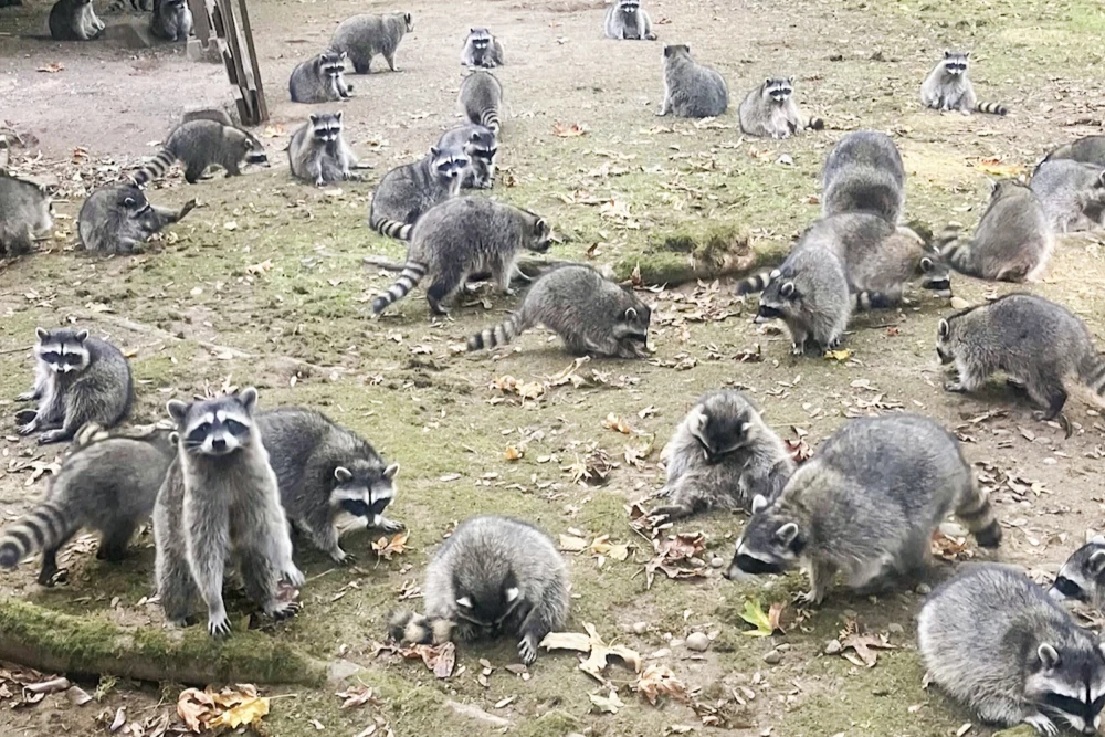 Washington woman swarmed by 100 hungry raccoons after years of feeding them, calls 911