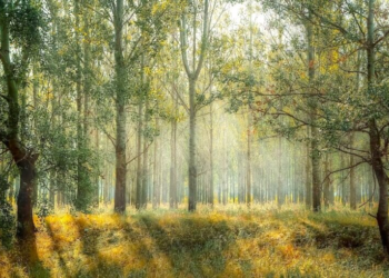 Record-low carbon absorption by trees raises alarms: Is nature’s carbon sink in crisis?
