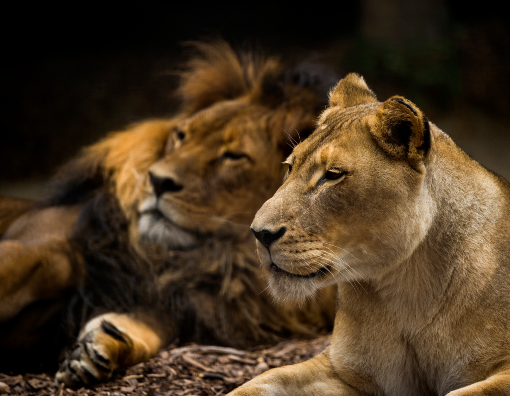 Controversial decision: Australian zoo euthanizes lioness after male partner's death