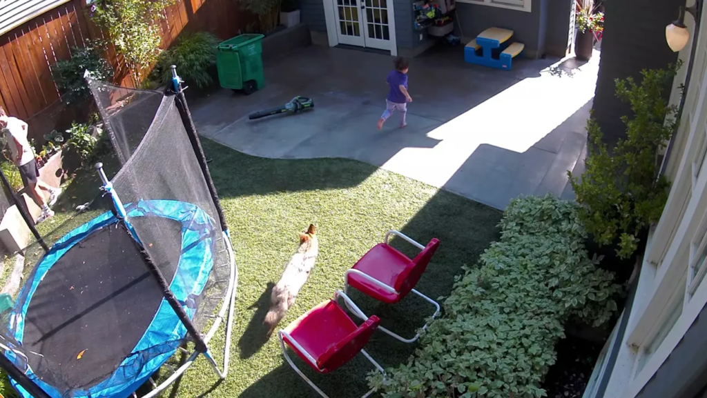 Terrifying video: Coyote chases young girl in Portland backyard