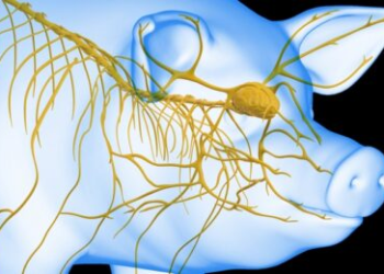 Scientists successfully revive pig's brain an hour after its death using surprising new method