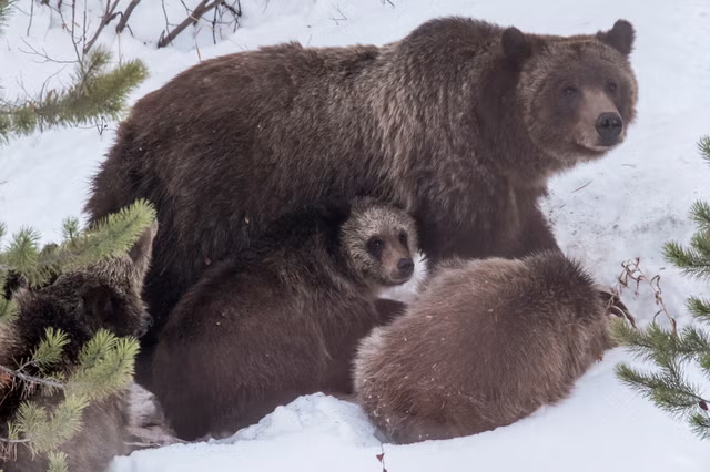 Grizzly Bear 399: Legendary Yellowstone grizzly bear killed by car aged 28