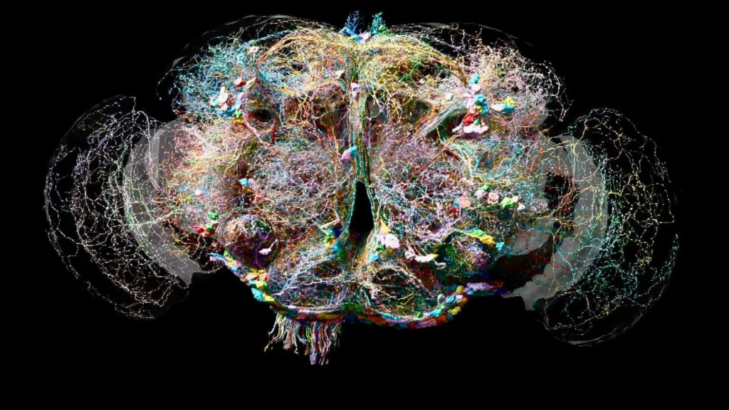 A leap towards understanding human mind: Scientists build neuron-by-neuron map of adult fruit fly brain