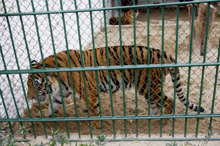 Vietnam zoo tragedy: 47 tigers die from H5N1 bird flu outbreak