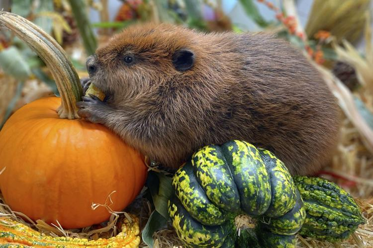 Massachusetts beaver sparks debate over release to the Wild: Court to decide fate of Nibi