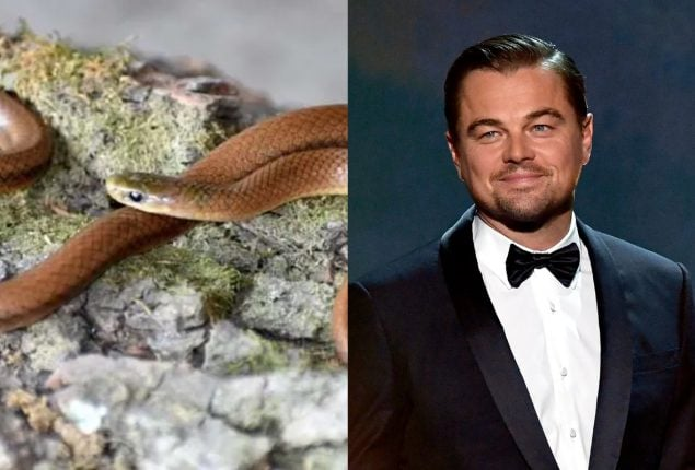 Newly discovered Himalayan snake species named after Leonardo DiCaprio—Here's why