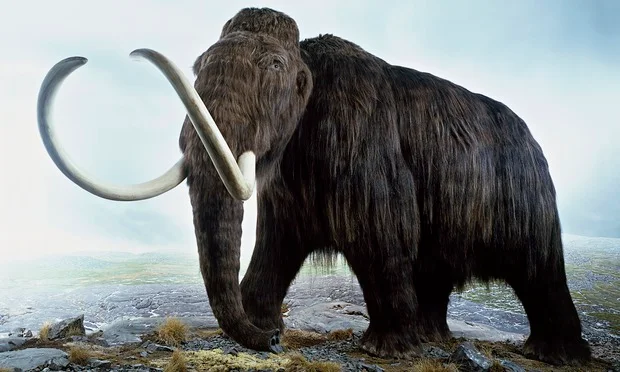 Chris Hemsworth backed Colossal Biosciences, a Texas-based startup plans to revive woolly mammoths by 2028