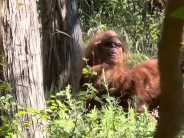 Watch: Oklahoma hiker claims he filmed Bigfoot in chilling video