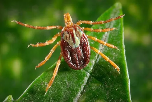 First human case of tick-borne disease in the northeast detected in Connecticut