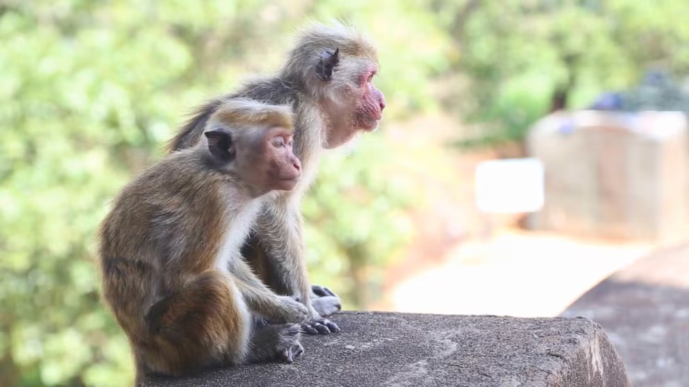 43 monkeys on the loose in South Carolina town after escaping from research lab