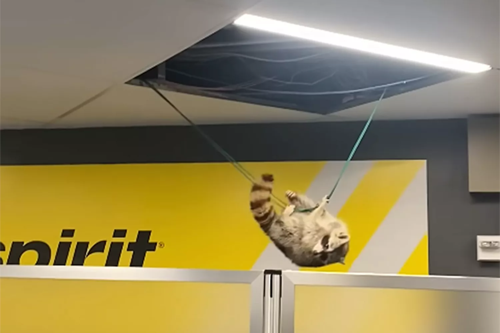 Watch: Wild raccoon came crashing through a ceiling panel at LaGuardia Airport in N.Y.C.