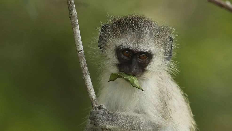 Tennessee woman randomly attacked by leashed monkey while feeding her cats