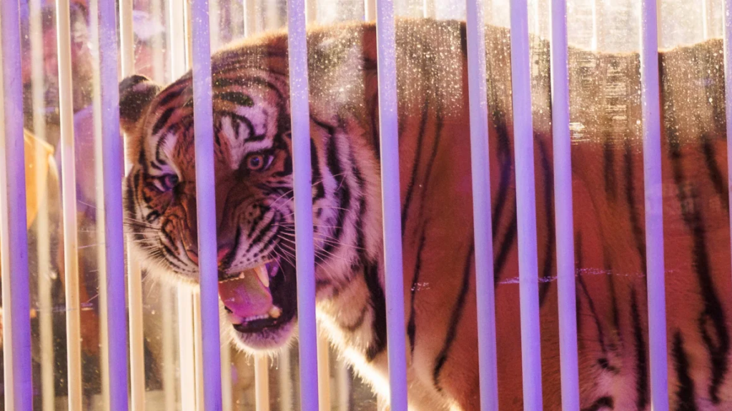 LSU criticized for using caged tiger as live mascot on sidelines