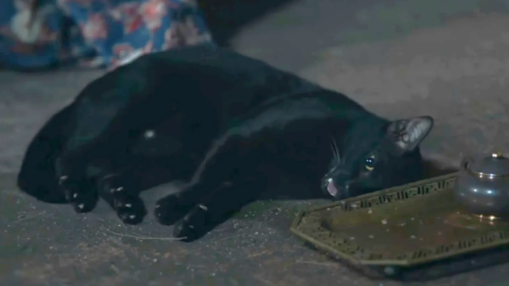 Thai drama faces backlash over cat being sedated to portray poisoning; incident under investigation