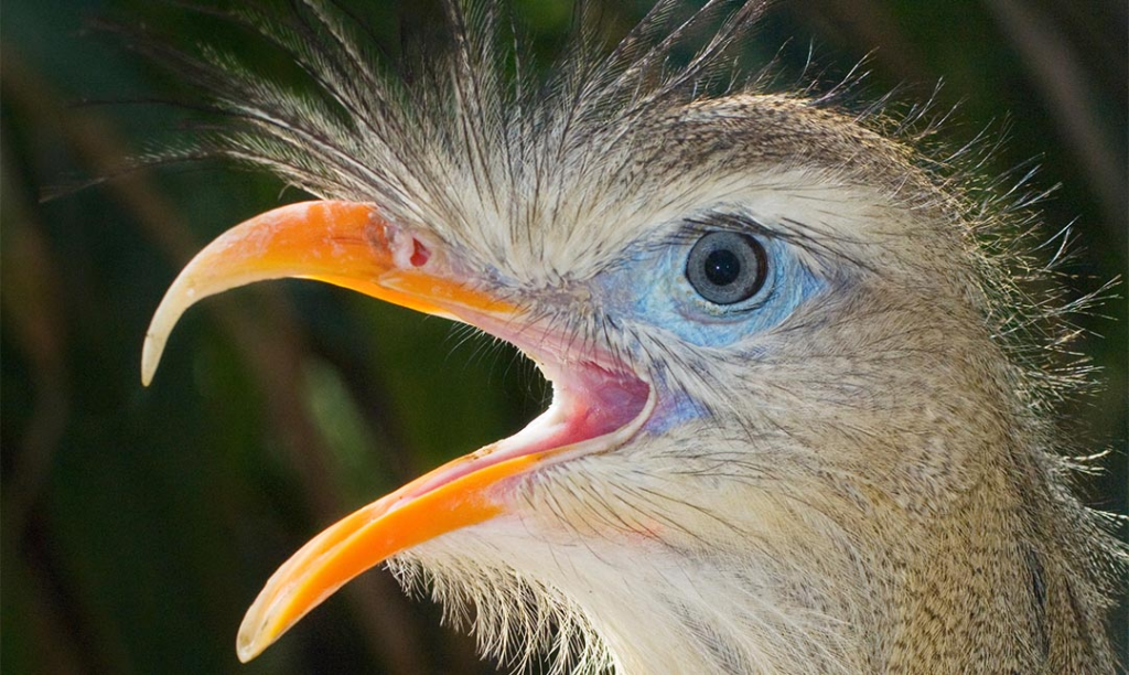 New fossils reveal ancient 'terror birds' once dominated earth's landscape as apex predators