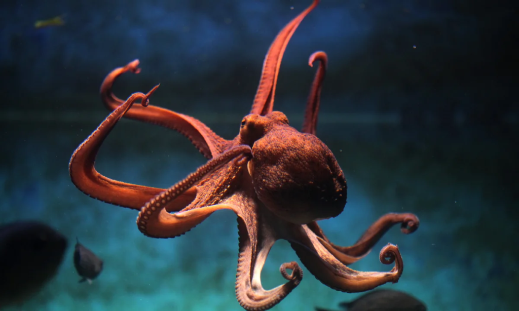 Octopuses will rule the world after human extinction, scientist claims