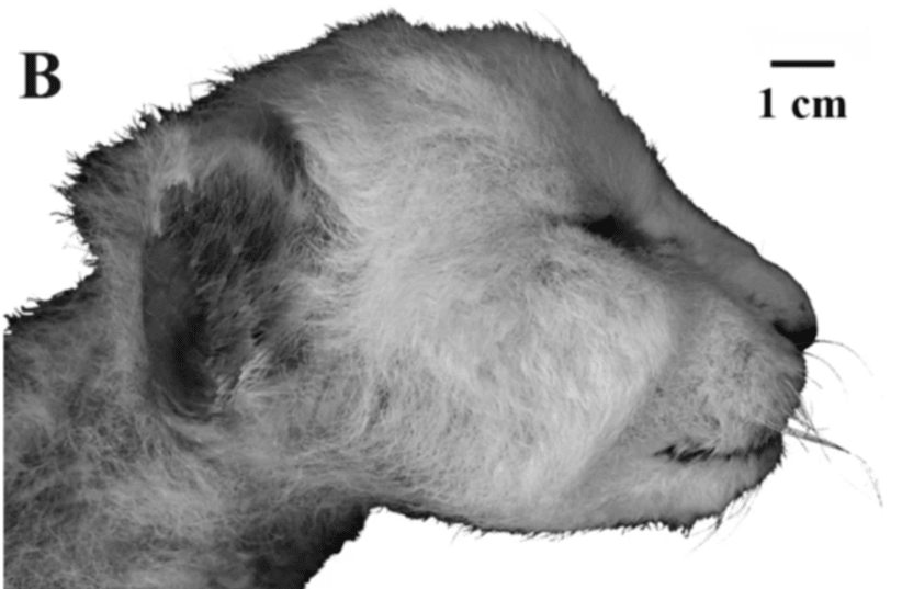 37,000-year-old saber-toothed 'kitten' found in Arctic permafrost