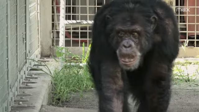 HBO star faces perjury charges in shocking chimpanzee disappearance scandal