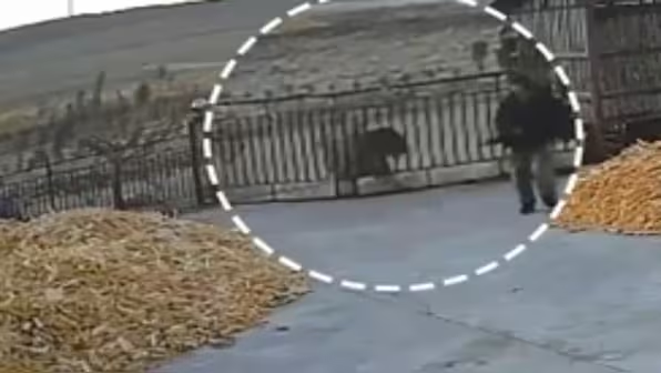 Watch: Farmer narrowly escapes as Siberian tiger charges at him in China's Heilongjiang province