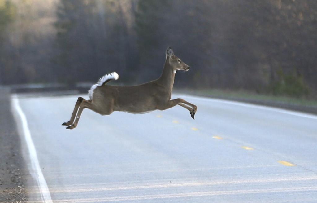 Three Michigan hunters die of heart attacks within 48 hours after dragging away heavy deer