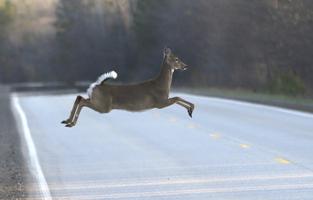 Why are Michigan deer hunters dying this season? Expert explains causes and precautions