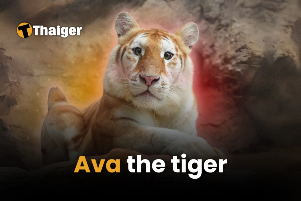 Golden Tiger Ava: Thailand's newest social media darling captures hearts worldwide