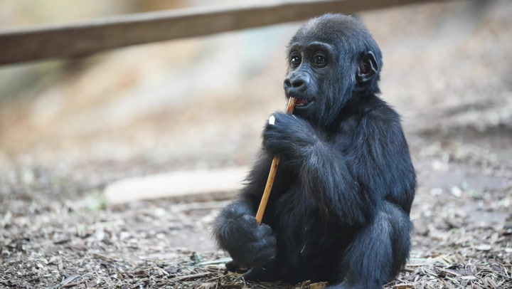 2-year-old baby gorilla killed by zookeeper’s error at Calgary Zoo