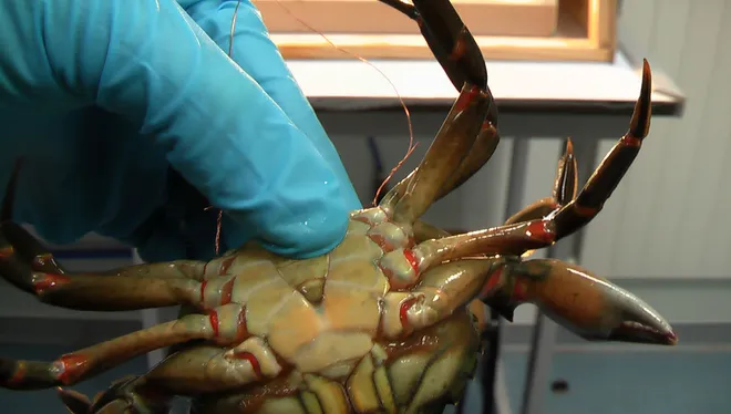 Scientists advocate for humane cooking methods as research confirms crabs feel pain