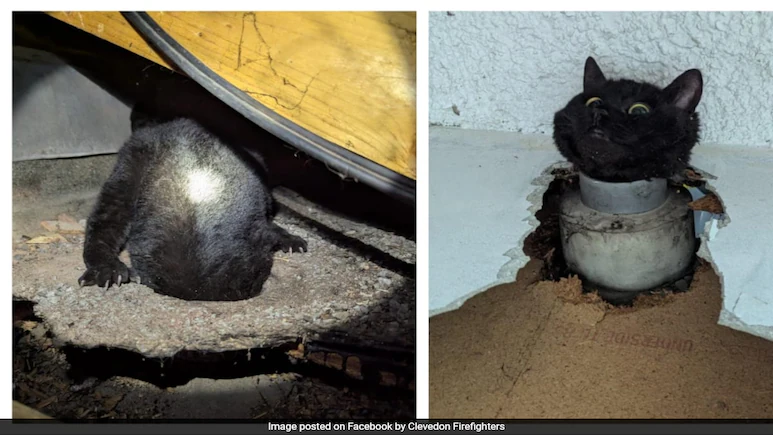 UK: Cat gets stuck in drainpipe with head sticking out, rescued by firefighters