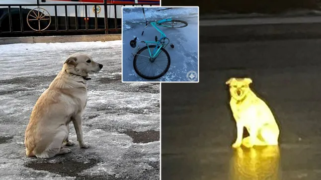 Heartbreaking tale of loyalty: Dog waits for days after owner is swept away into frozen river