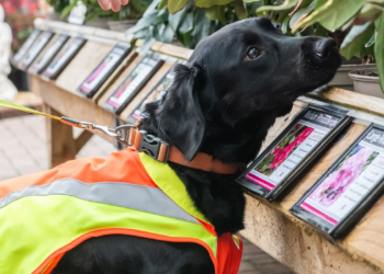 UK: Dog trained to detect tree diseases in a groundbreaking project