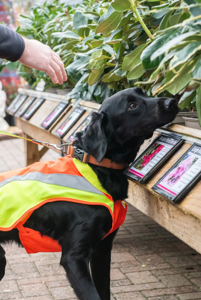 UK: Dog trained to detect tree diseases in a groundbreaking project