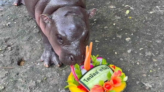 Watch: Thailand’s viral hippo Moo Deng ‘predicts’ 2024 US election winner