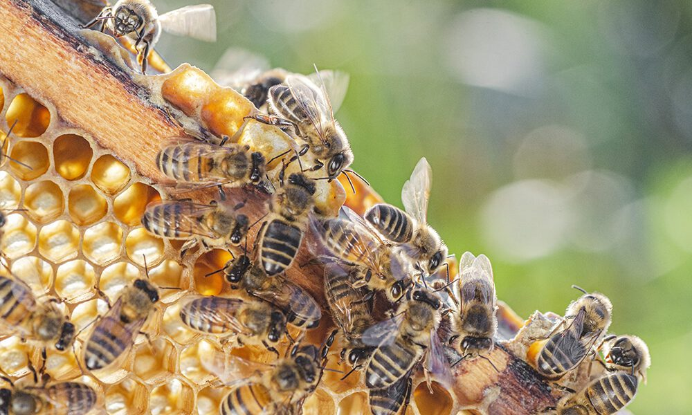 Bees halt Meta’s plans for AI data center powered by nuclear energy