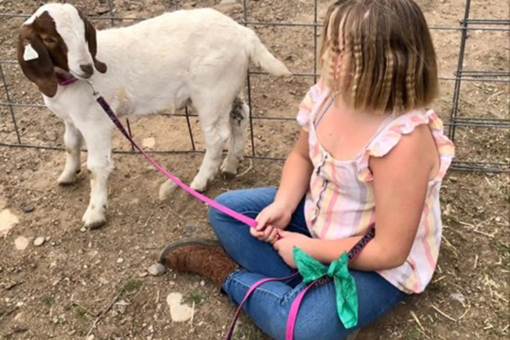 California girl, 11, wins $300K settlement after sheriff seizes and slaughters her pet goat