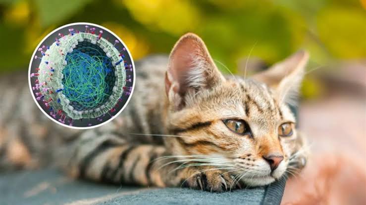 Cats could spread deadly bird flu to humans, study warns