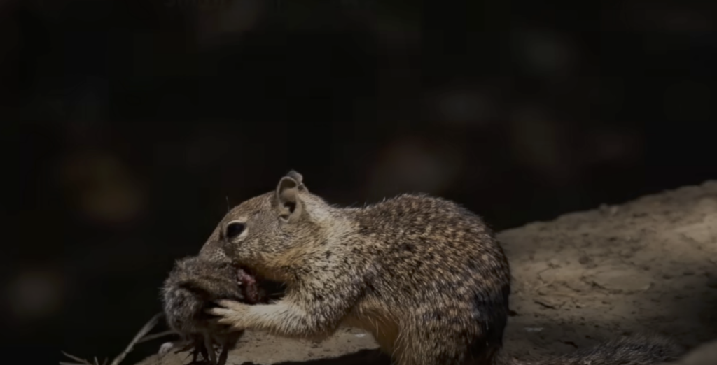 'Shocking' discovery: Squirrels caught hunting, eating rodents for the first time