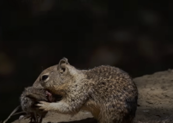 'Shocking' discovery: California squirrels caught hunting, eating rodents for the first time