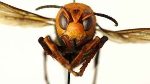 Invasive 'murder hornets' found in Europe for the first time