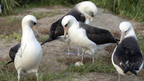 World’s oldest-known wild bird lays an egg in Hawaii at age 74