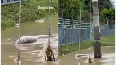 Watch: Giant python with eerie 'human-shaped' bulge discovered floating in Thai floodwaters