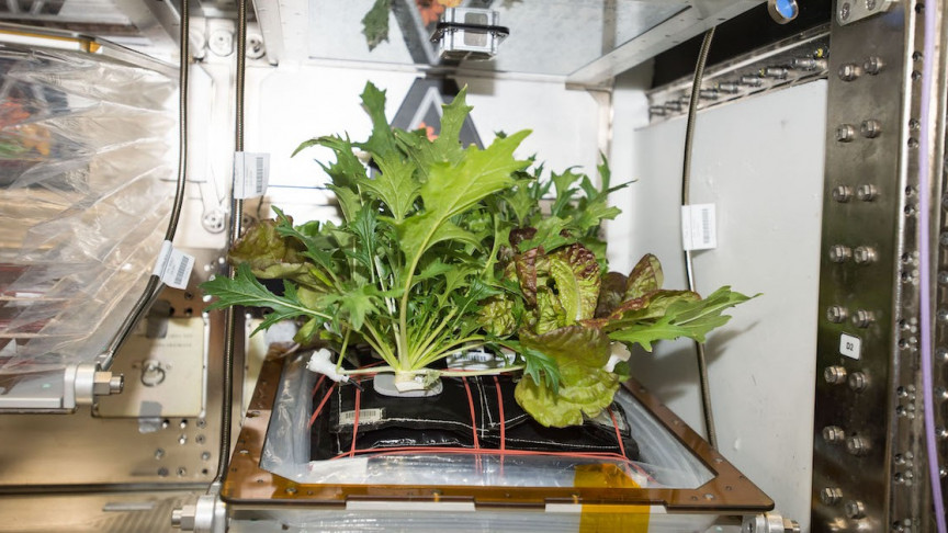 Astronaut Sunita Williams is growing lettuce on ISS. Here's why