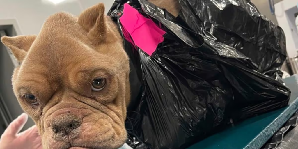 Iowa: Abandoned, emaciated bulldog found with head sticking out of taped trash bag, police launch investigation