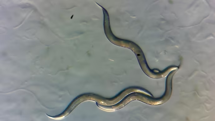 Worms living in Chernobyl can offer DNA repair mechanism for humans: Research