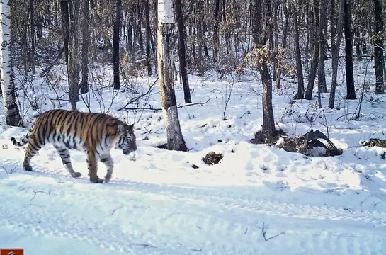 Love knows no bounds: Siberian tiger makes 125-mile journey across Russian forest to reunite with former mate