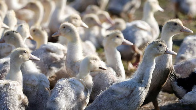 First severe human bird flu case reported in U.S. as California declares emergency