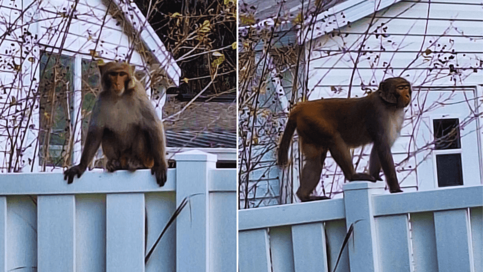 'Really big' monkeys on the loose spark alarm in Florida community, prompting police warning